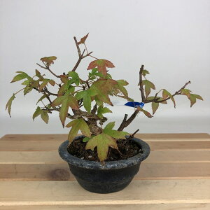~   12cm  Acer JGf gt JGf t ӏܗp Ϗܗp i i 