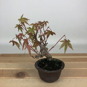 ~ gt  12cm ݂ Acer palmatum ~W JGf t ӏܗp Ϗܗp i i