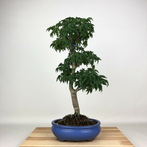 ~ gt q  42cm ݂ Acer palmatum ~W VVKV JGf t ӏܗp Ϗܗp i 
