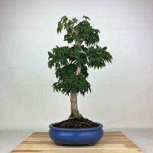 ~ gt q  41cm ݂ Acer palmatum ~W VVKV JGf t ӏܗp Ϗܗp i 