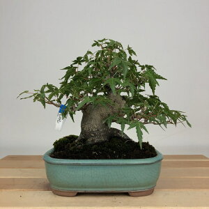 ~ gt  15cm ݂ Acer palmatum ~W JGf t ӏܗp Ϗܗp i i