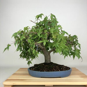 ~ gt  29cm ݂ Acer palmatum ~W JGf t ӏܗp Ϗܗp i
