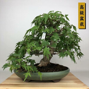 ~ gt  28cm ݂ ~ Acer palmatum ~W JGf t ӏܗp Ϗܗp i