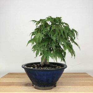 ~ gt  17cm ݂ Acer palmatum ~W JGf t ӏܗp Ϗܗp i i