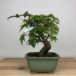 ~ gt  14cm ݂ Acer palmatum ~W JGf t ӏܗp Ϗܗp i i 