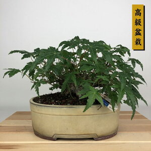 ~ gt  13cm ݂ ~ Acer palmatum ~W JGf t ӏܗp Ϗܗp i i