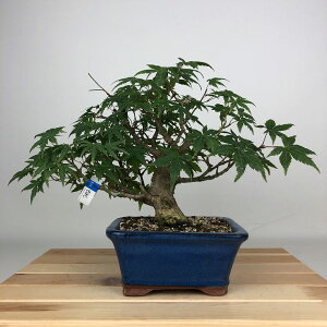 ~ gt  20cm ݂ Acer palmatum ~W JGf t ӏܗp Ϗܗp i i