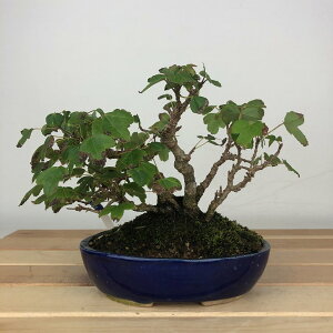 ~   13cm  Acer JGf gt JGf t ӏܗp Ϗܗp i i