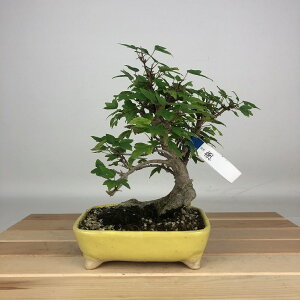 ~   17cm  Acer JGf gt JGf t ӏܗp Ϗܗp i i 