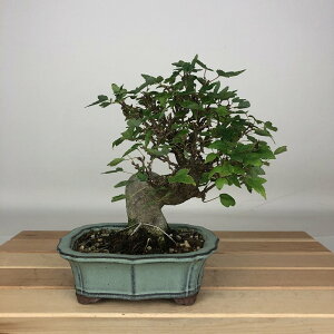 ~   16cm  Acer JGf gt JGf t ӏܗp Ϗܗp i i