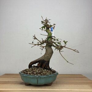 ~ gt  20cm ݂ Acer palmatum ~W JGf t ӏܗp Ϗܗp i i