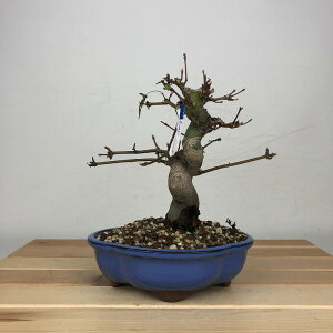 ~ gt  16cm ݂ Acer palmatum ~W JGf t ӏܗp Ϗܗp i i 