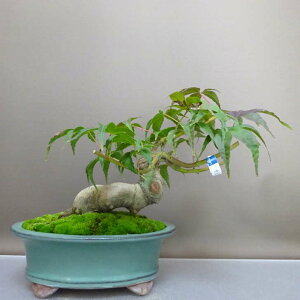 ~ gt   23cm ݂ Acer palmatum ~W JGf t ӏܗp Ϗܗp i