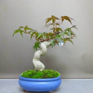 ~ gt   29cm ݂ Acer palmatum ~W JGf t ӏܗp Ϗܗp i