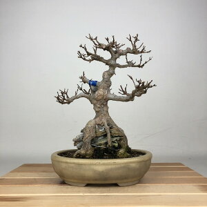 ~   22cm  Acer JGf gt Εt JGf t ӏ Ϗܗp i