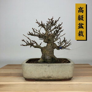 ~   13cm  ~ Acer JGf gt JGf t ӏ Ϗܗp i i