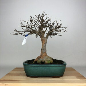 �~�� �� ���� ��29cm ������ Acer �J�G�f �g�t �J�G�f�� ���t�� �ӏܗp �Ϗܗp ���i