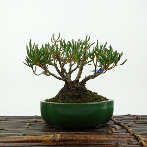 ~ H ̋P  9cm  Rhododendron indicum TcL ccW Ύ Ϗܗp i i 