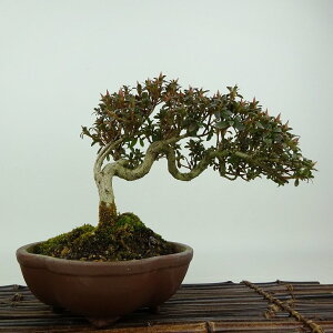 ~ H eP  16cm  Rhododendron indicum TcL ccW Ύ Ϗܗp i i