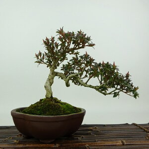 ~ H eP  17cm  Rhododendron indicum TcL ccW Ύ Ϗܗp i i