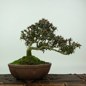 ~ H eP  16cm  Rhododendron indicum TcL ccW Ύ Ϗܗp i i
