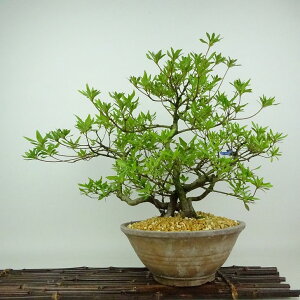 ~ H   32cm  Rhododendron indicum TcL ccW Ύ Ϗܗp i 