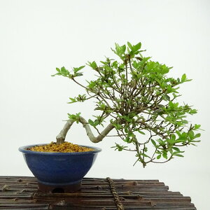 ~ H   13cm  Rhododendron indicum TcL ccW Ύ Ϗܗp i i 