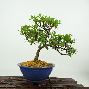 ~ H   16cm  Rhododendron indicum TcL ccW Ύ Ϗܗp i i 