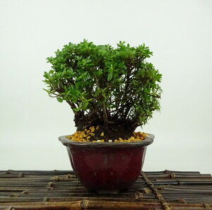 ~ H   12cm  Rhododendron indicum TcL ccW Ύ Ϗܗp i i 