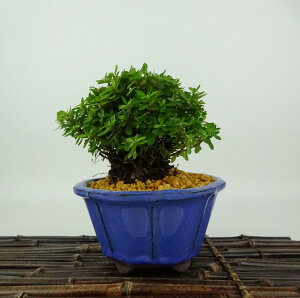 ~ H   10cm  Rhododendron indicum TcL ccW Ύ Ϗܗp i i 