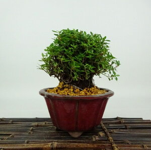 ~ H   11cm  Rhododendron indicum TcL ccW Ύ Ϗܗp i i