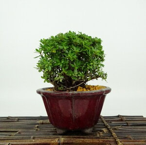 ~ H   10cm  Rhododendron indicum TcL ccW Ύ Ϗܗp i i