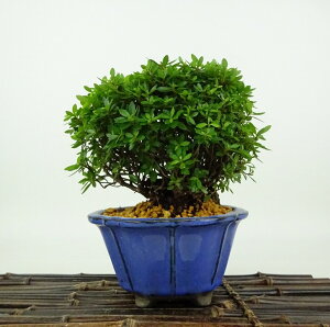 ~ H   11cm  Rhododendron indicum TcL ccW Ύ Ϗܗp i i 