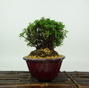 ~ H   12cm  Rhododendron indicum TcL ccW Ύ Ϗܗp i i 