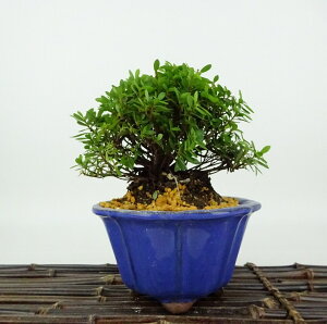 ~ H   10cm  Rhododendron indicum TcL ccW Ύ Ϗܗp i i 