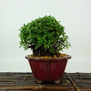 ~ H   10cm  Rhododendron indicum TcL ccW Ύ Ϗܗp i i 