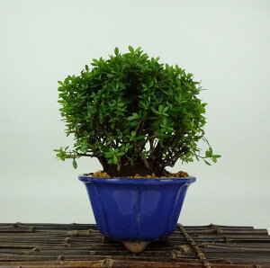 ~ H   12cm  Rhododendron indicum TcL ccW Ύ Ϗܗp i i 