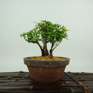 ~ H u  10cm  Rhododendron indicum TcL ccW Ύ Ϗܗp i i 