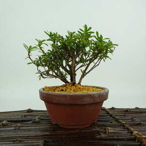 ~ H u  10cm  Rhododendron indicum TcL ccW Ύ Ϗܗp i i 