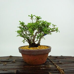 ~ H u  9cm  Rhododendron indicum TcL ccW Ύ Ϗܗp i i 