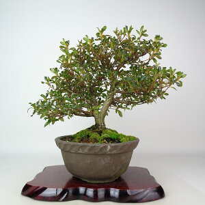 ~ H ͂Ȃт  26cm  Rhododendron indicum TcL ccW Ύ Ϗܗp i 