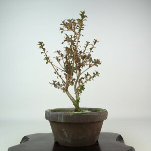~ H eP  31cm  Rhododendron indicum TcL ccW Ύ Ϗܗp i 