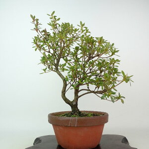 ~ H ۂ̕  29cm  Rhododendron indicum TcL ccW Ύ Ϗܗp i 