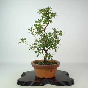 ~ H ۂ̕  27cm  Rhododendron indicum TcL ccW Ύ Ϗܗp i 