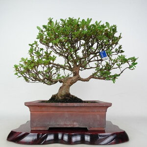 ~ H \Z  25cm  Rhododendron indicum TcL ccW Ύ ӏܗp Ϗܗp i