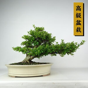~ H b{  30cm  ~ Rhododendron indicum TcL ccW Ύ ӏܗp Ϗܗp i