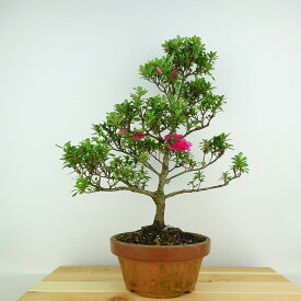 盆栽 皐月 ロージー 樹高 約36cm さつき Rhododendron indicum サツキ ツツジ科 常緑樹 観賞用 現品 送料無料