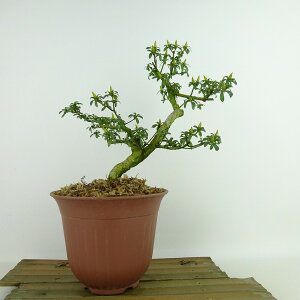 ~ H P  20cm  Rhododendron indicum TcL ccW Ύ Ϗܗp i i 