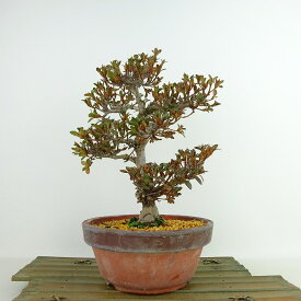 盆栽 皐月 鶴翁 樹高 約22cm さつき Rhododendron indicum サツキ ツツジ科 常緑樹 観賞用 現品 送料無料