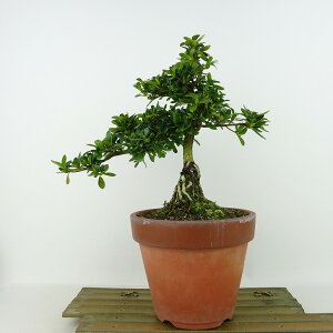 ~ H ̌  20cm  Rhododendron indicum TcL ccW Ύ Ϗܗp i i